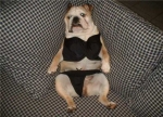 dog wearing underwear-11945