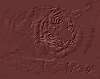 maroon tiger