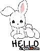 Cute Bunny Hello