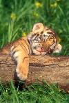 Baby Tiger iPhone Wallpaper