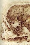 Da Vinci Skull iPhone Wallpaper