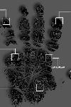 Hand Scan iPhone Wallpaper