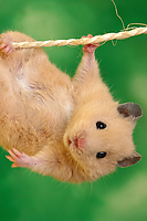 Funny Hamster iPhone Wallpaper