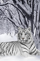 Snow Tiger(1) iPhone Wallpaper