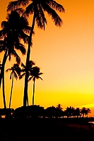 Sunset Palms iPhone Wallpaper