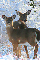 Two Young Deer iPhone Wallpaper