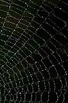 Spider Web