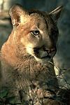 Cougar