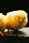 Cute Chick