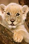 Cute Little Cub