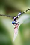 Dragonfly Macro