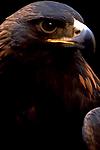 Golden Eagle