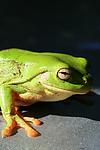 Green Treefrog