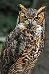 Horned Owl