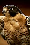 Peregrine Falcon