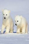 Polar Cubs