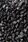 Black Mussels