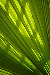 Palm Frond