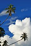 Samoan Palms