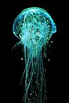 Jellyfish Glow