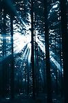 Forest Rays