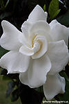 White Gardenia