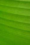 Palm Leaf