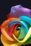 Rainbow Rose