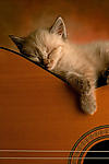Acoustic Kitty