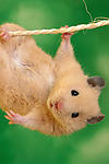 Funny Hamster