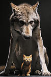Wolf and Cat