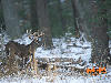 deer in woods