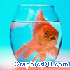 gold fish01