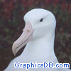 royal albatross2
