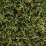 Bushy Grass