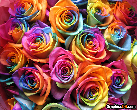 Rainbow Roses