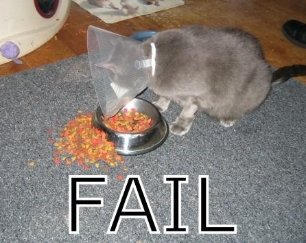 cat fail-12860