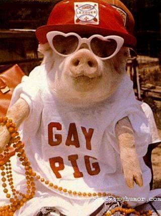 gay pig-12442