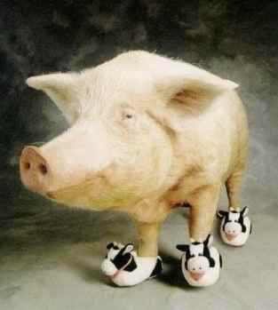 pig with slippers-12440