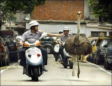 police and ostrich-13039