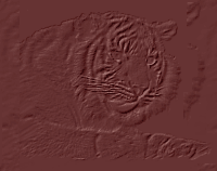 maroon tiger