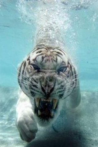 Diving Tiger iPhone Wallpaper