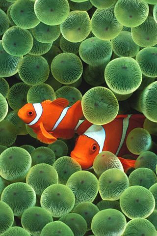 Apple Clownfish(1) iPhone Wallpaper