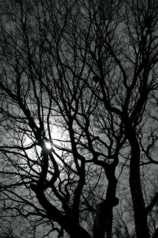 Facebook Spooky Tree iPhone Wallpaper pictures, Spooky Tree iPhone ...