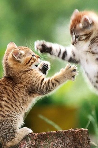 Kitten Fight