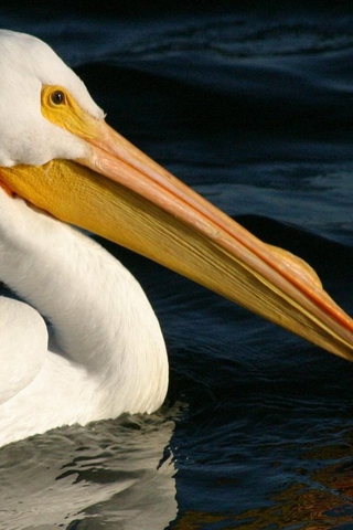 Pelican