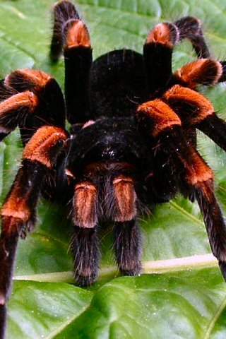 Tarantula