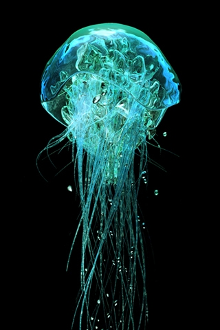 Jellyfish Glow