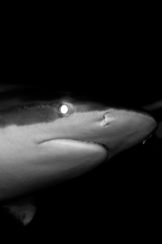 Night Shark