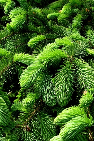 Christmas Pines